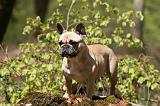 BOULEDOGUE FRANCAIS 1123
